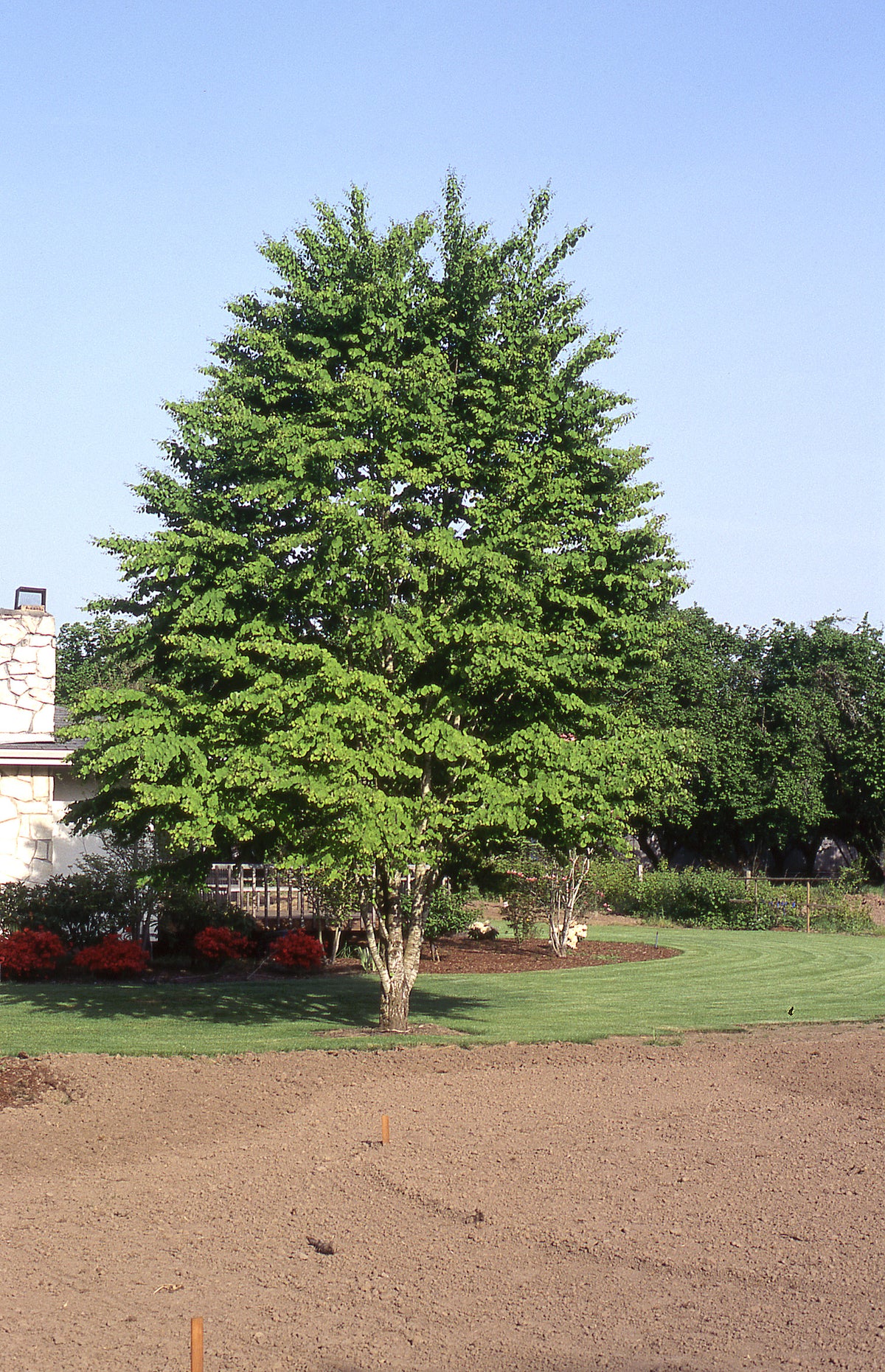 Katsura Tree – GardenTap