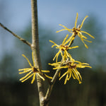 Hamamelis x intermedia Westerstede Witchhazel