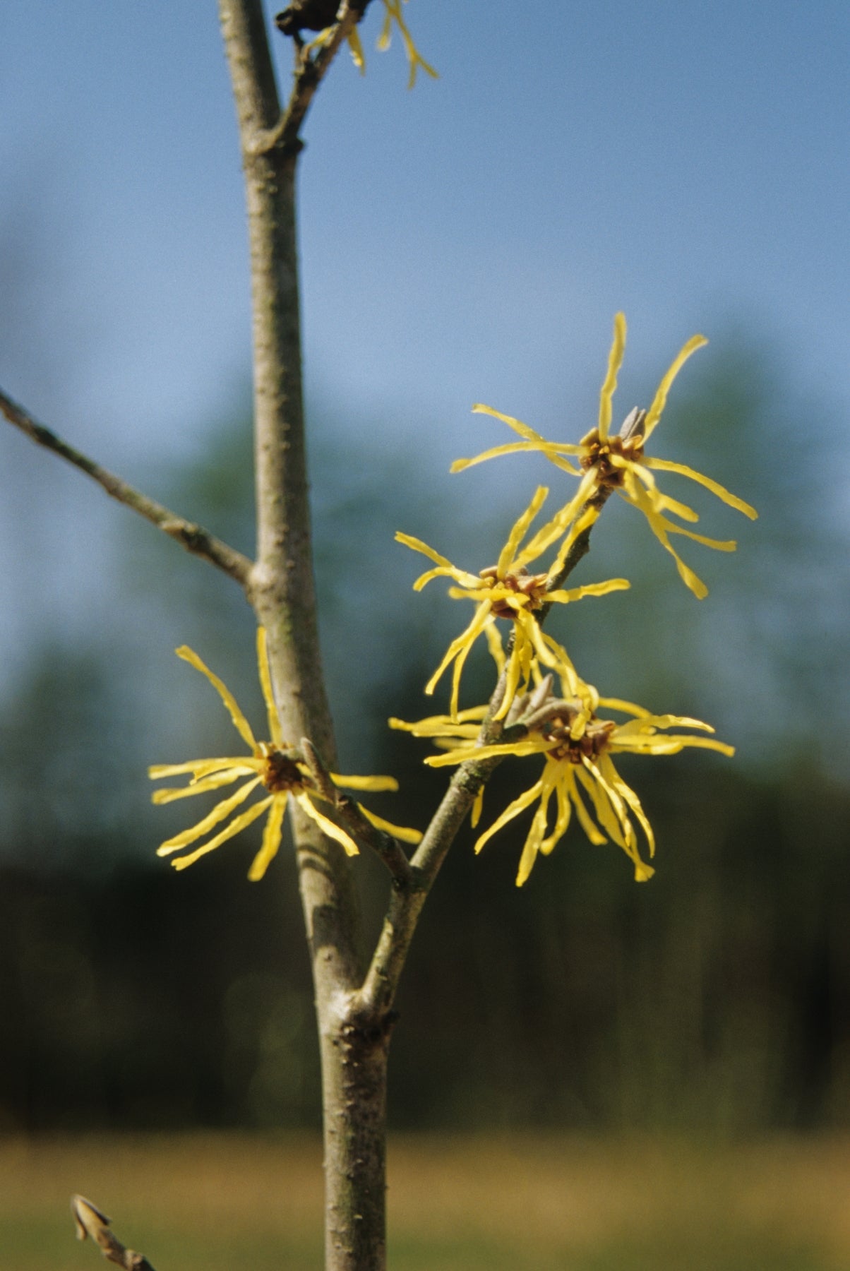 Hamamelis x intermedia Westerstede Witchhazel