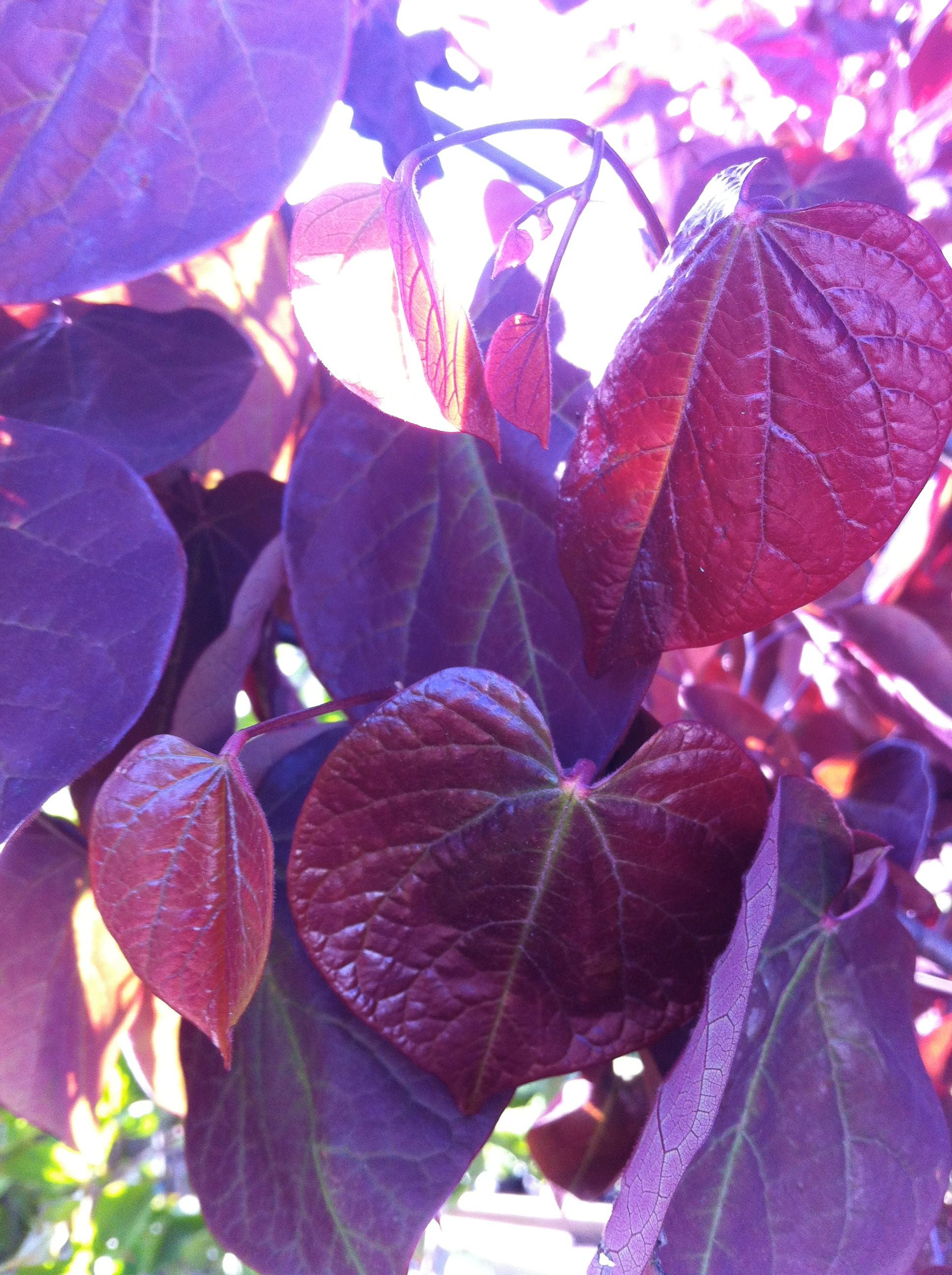 Cercis canadensis Forest Pansy PP2556 Forest Pansy Redbud