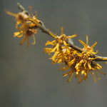 Hamamelis vernalis Vernal Witchhazel