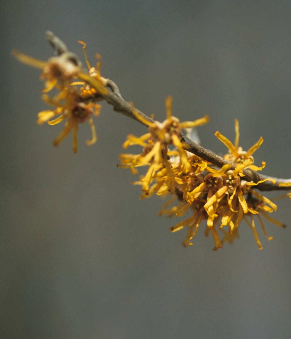 Hamamelis vernalis Vernal Witchhazel