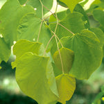 Cercis canadensis Hearts of Gold PP17740 Hearts of Gold Redbud