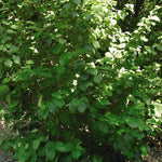 Hamamelis virginiana Witchhazel