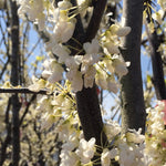 Cercis canadensis f. alba Royal White Royal White Redbud