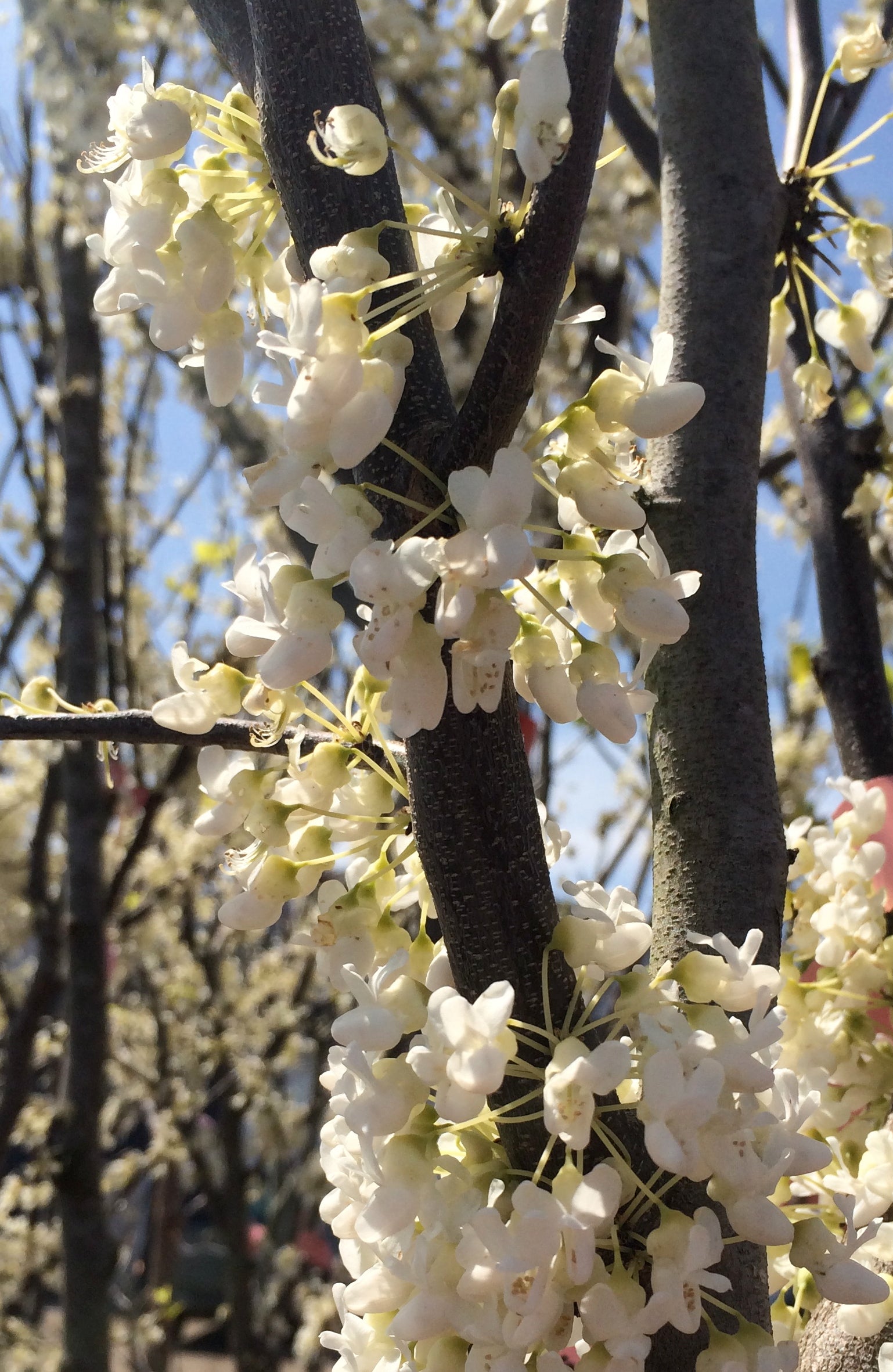 Cercis canadensis f. alba Royal White Royal White Redbud