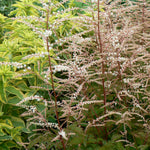 Aruncus x Misty Lace PP15798 Dwarf Goat's Beard
