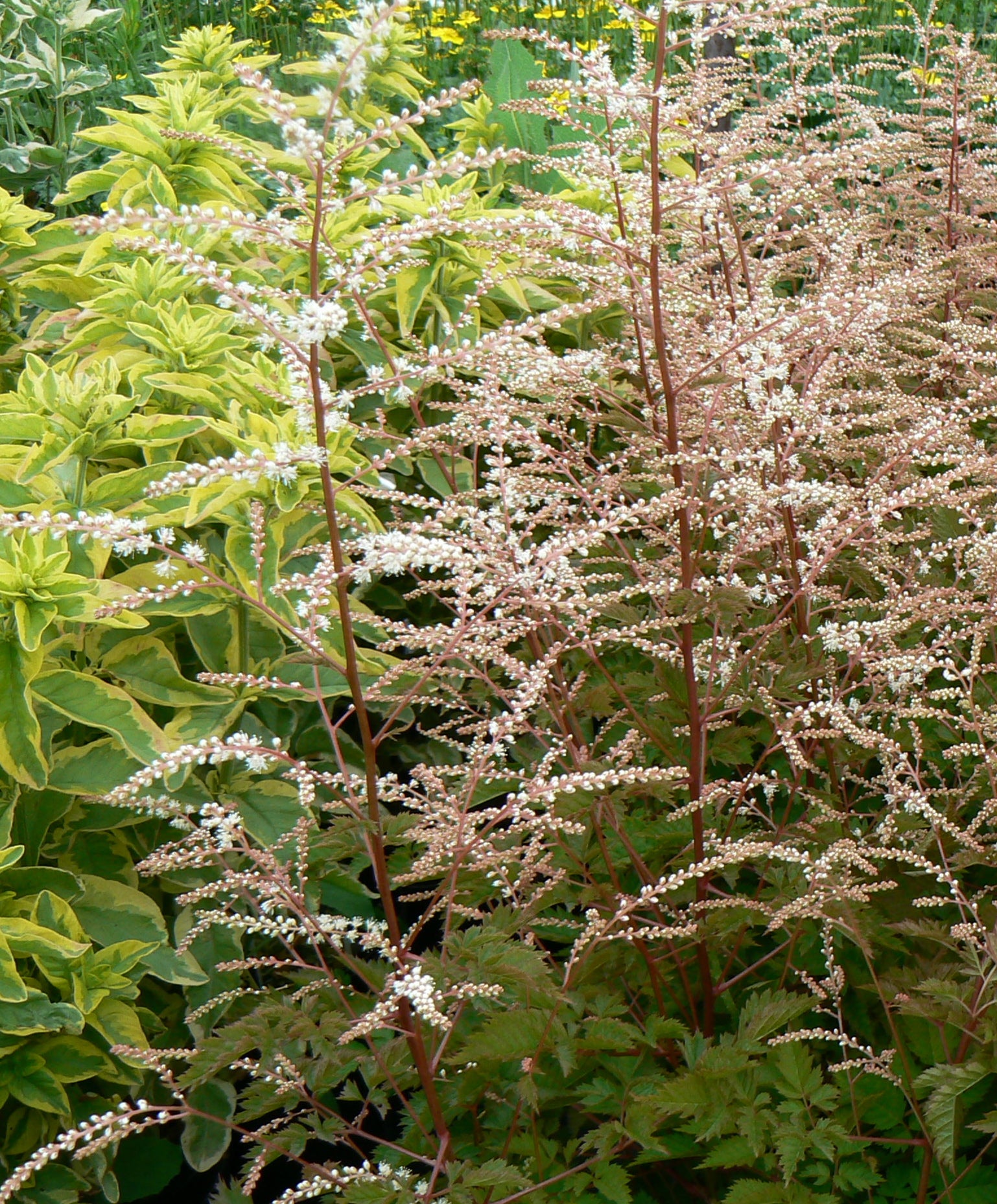 Aruncus x Misty Lace PP15798 Dwarf Goat's Beard