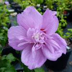 Hibiscus syriacus Ardens Ardens Rose of Sharon