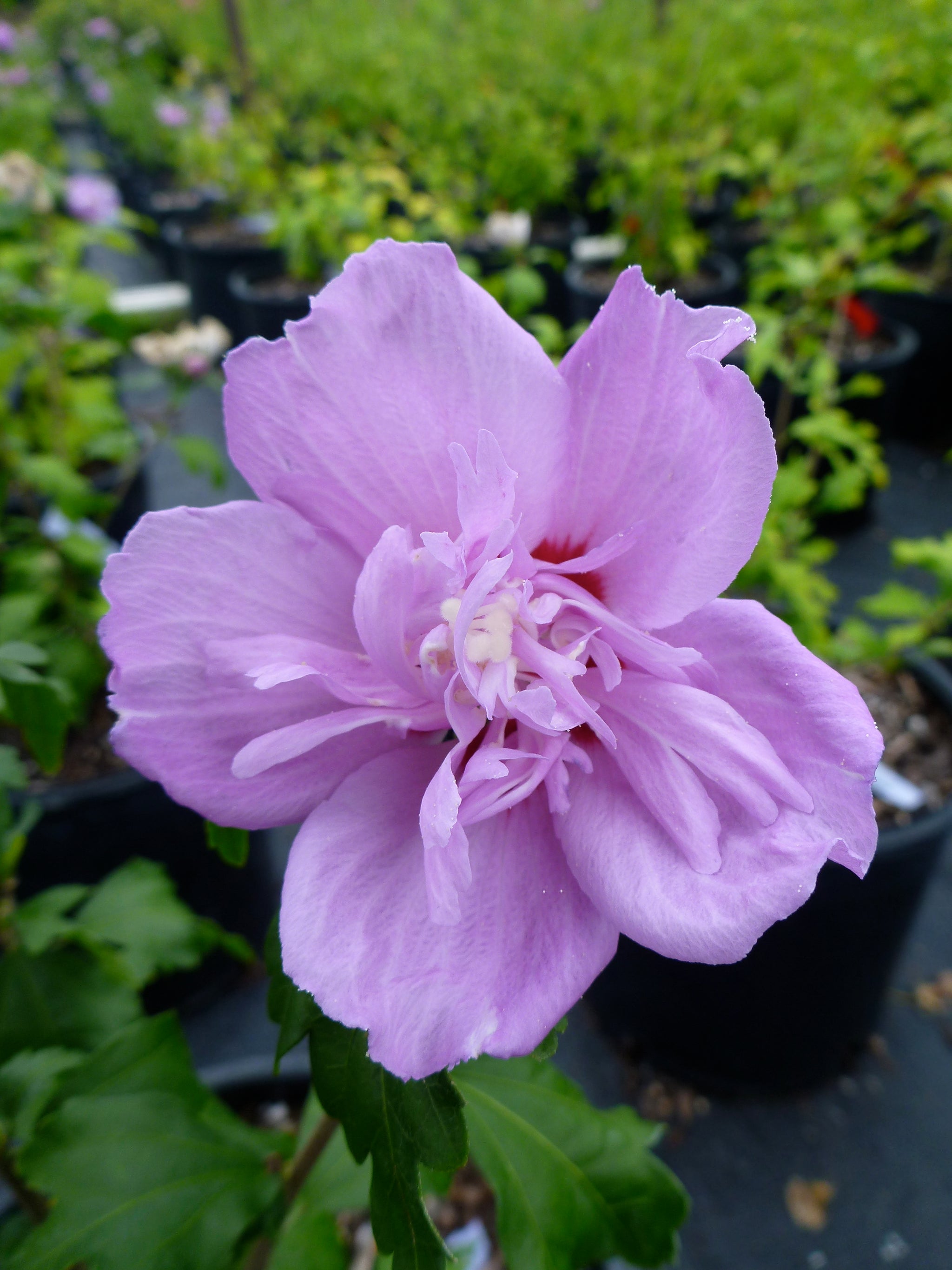 Hibiscus syriacus Ardens Ardens Rose of Sharon