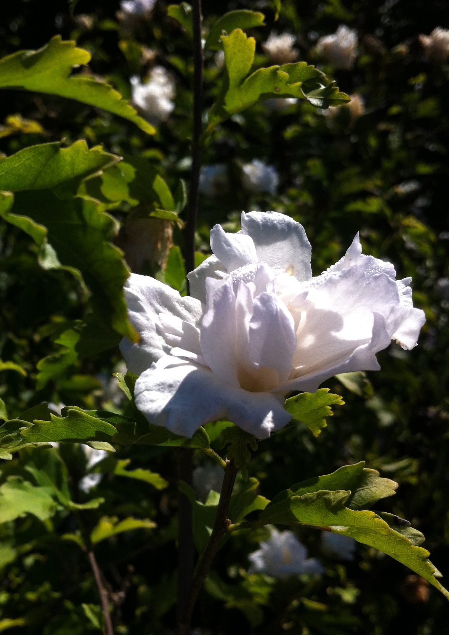 Hibiscus syriacus Jeanne de Arc Rose of Sharon
