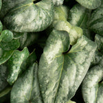 Asarum splendens Showy Ginger