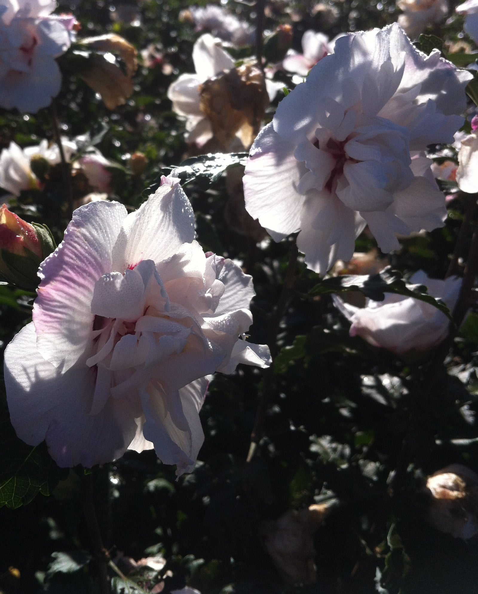 Hibiscus syriacus Morning Star Morning Star Rose of Sharon