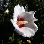 Hibiscus syriacus Red Heart Red Heart Rose of Sharon