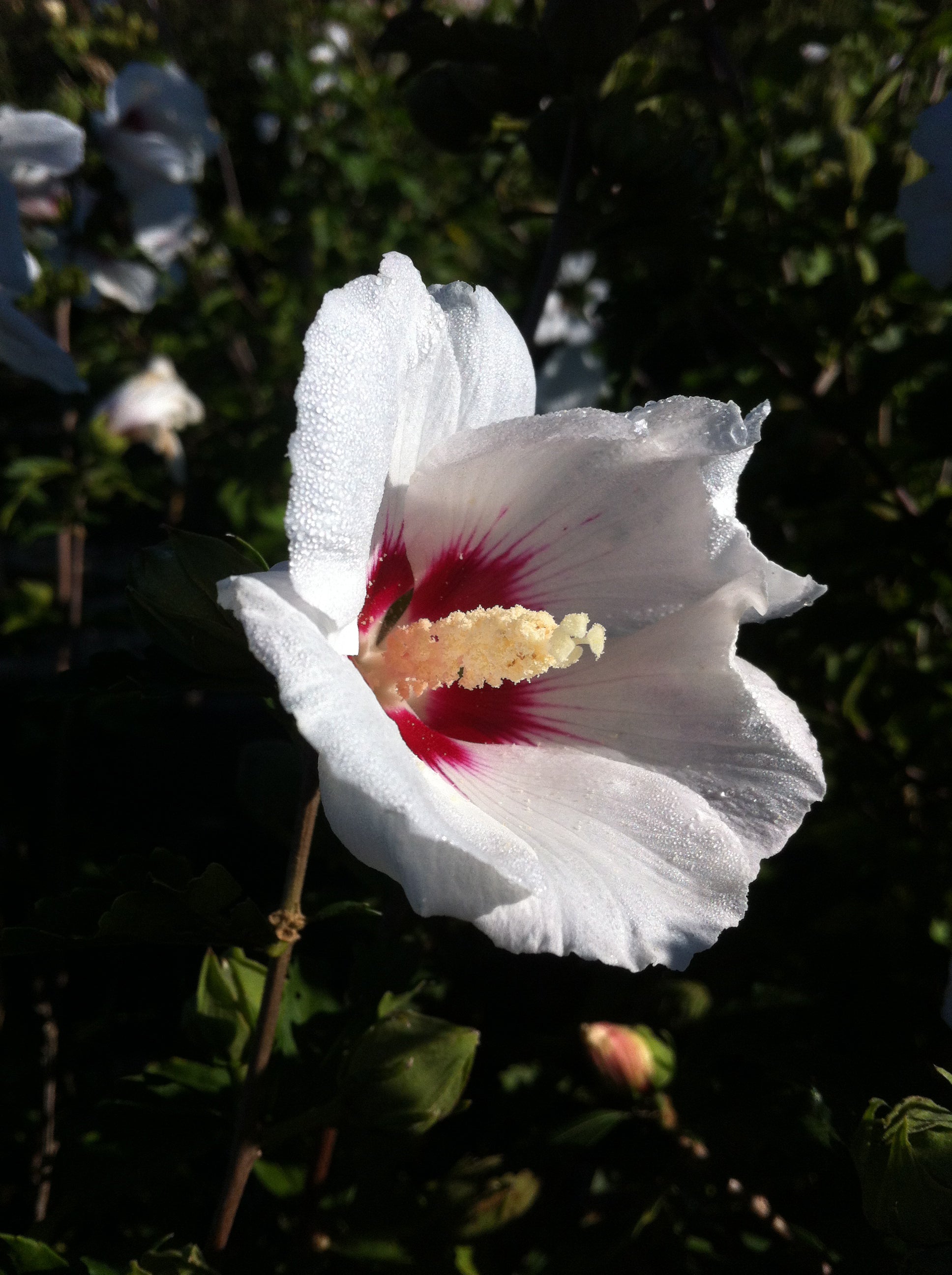 Hibiscus syriacus Red Heart Red Heart Rose of Sharon