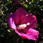 Hibiscus syriacus Rubis Rose of Sharon