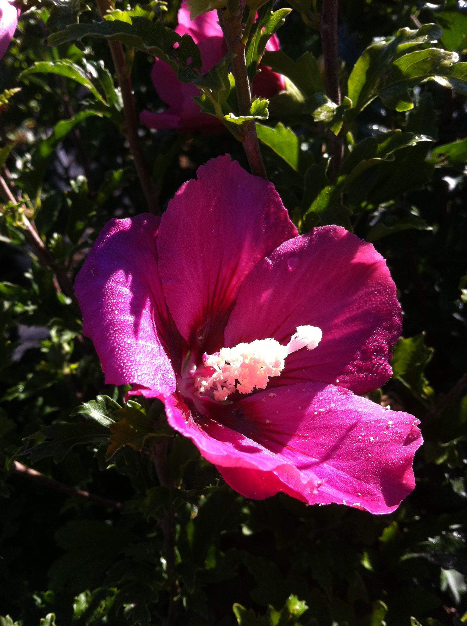 Hibiscus syriacus Rubis Rose of Sharon