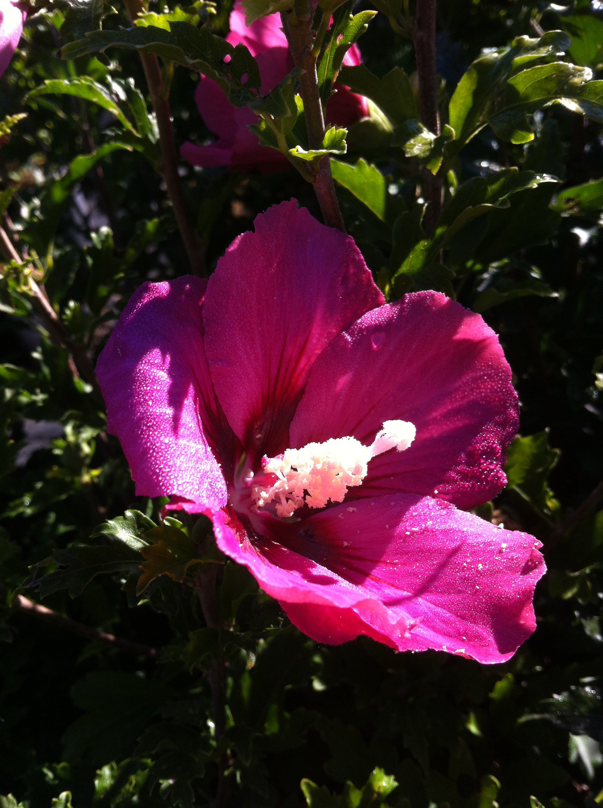 Hibiscus syriacus Rubis Rose of Sharon