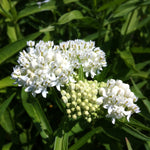 Asclepias incarnata Ice Ballet Milkweed