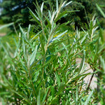 Hippophae rhamnoides Lord Lord Sea Buckthorn