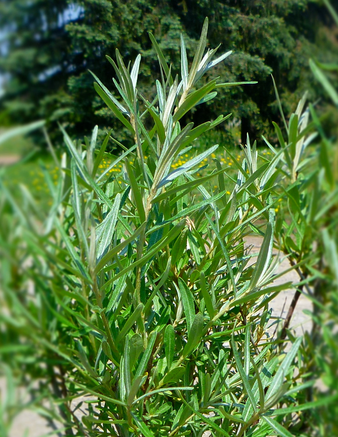 Hippophae rhamnoides Lord Lord Sea Buckthorn