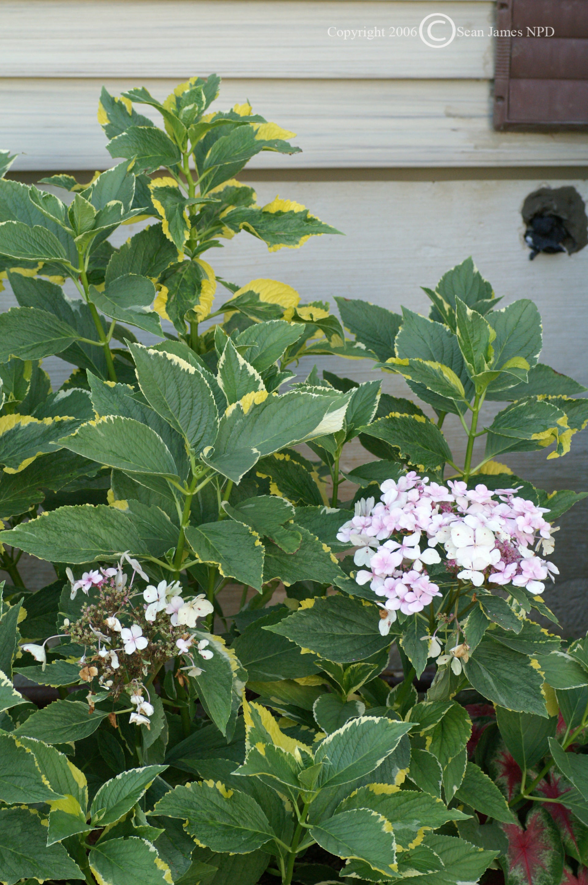 Lemon Wave Hydrangea – GardenTap