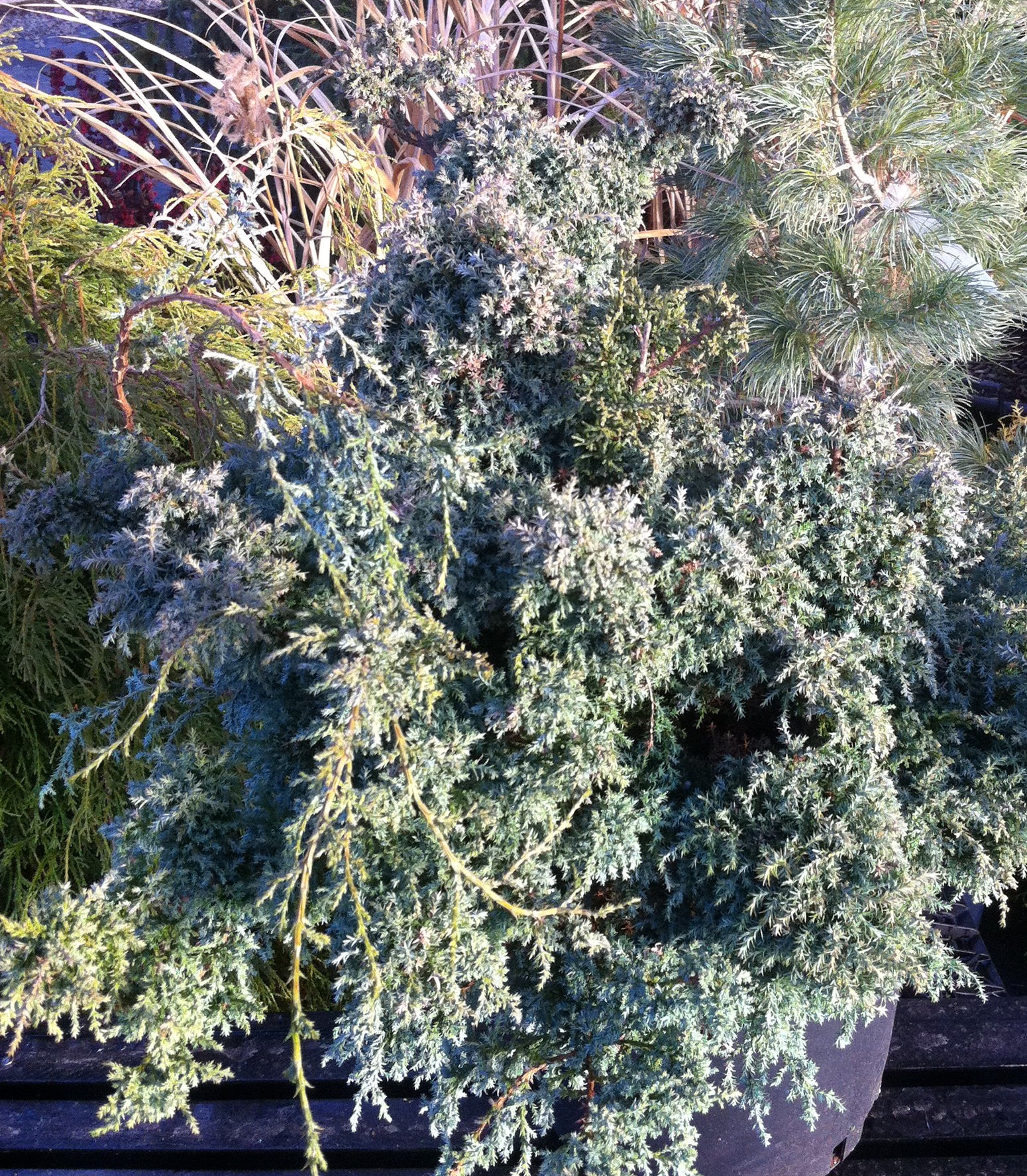 Chamaecyparis pisifera Squarrosa Intermedia Blue Moss Falsecypress