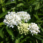 Asclepias incarnata Ice Ballet Ice Ballet Swamp Milkweed