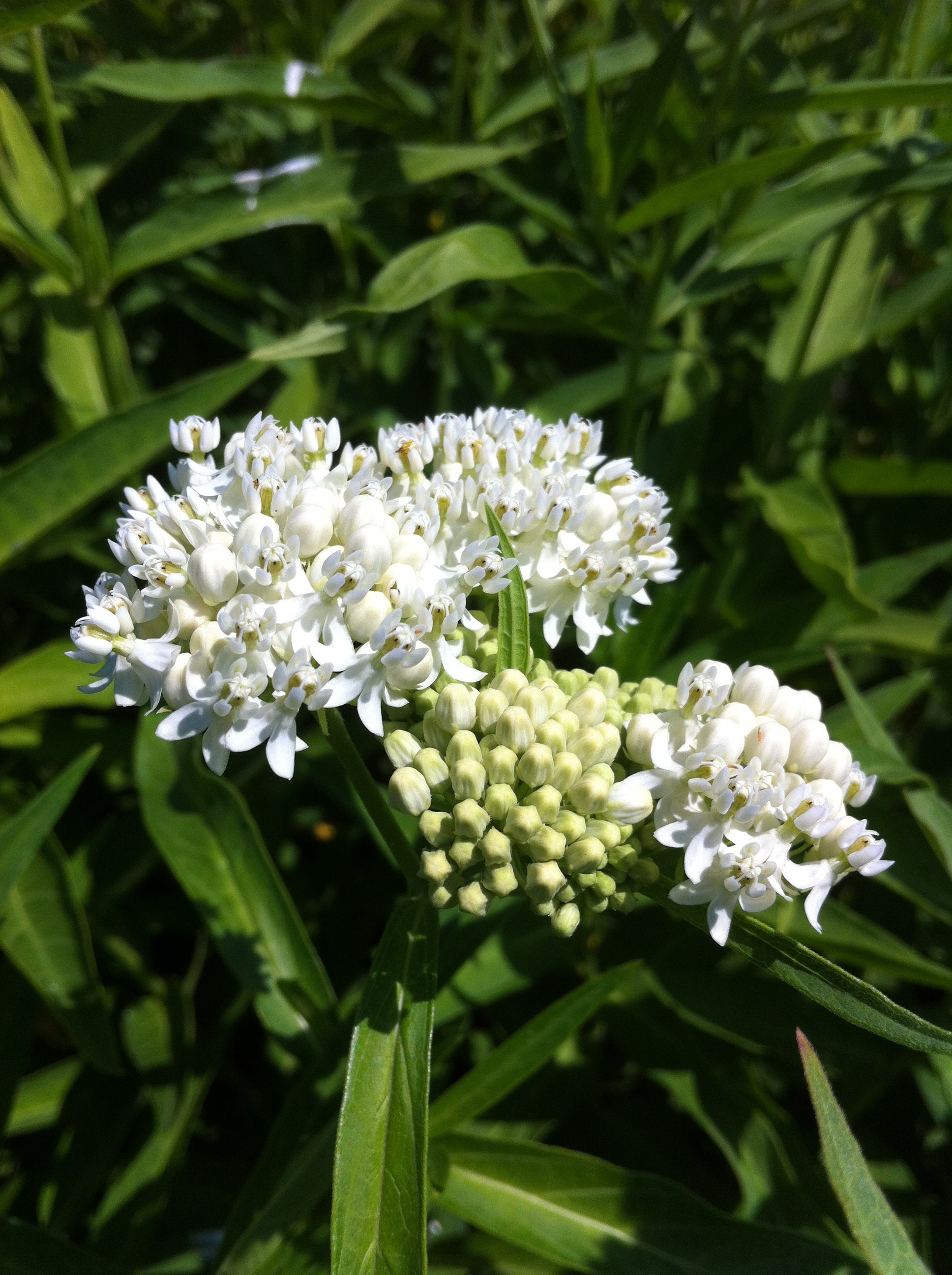 Asclepias incarnata Ice Ballet Ice Ballet Swamp Milkweed
