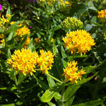 Asclepias tuberosa Hello Yellow Butterfly Milkweed