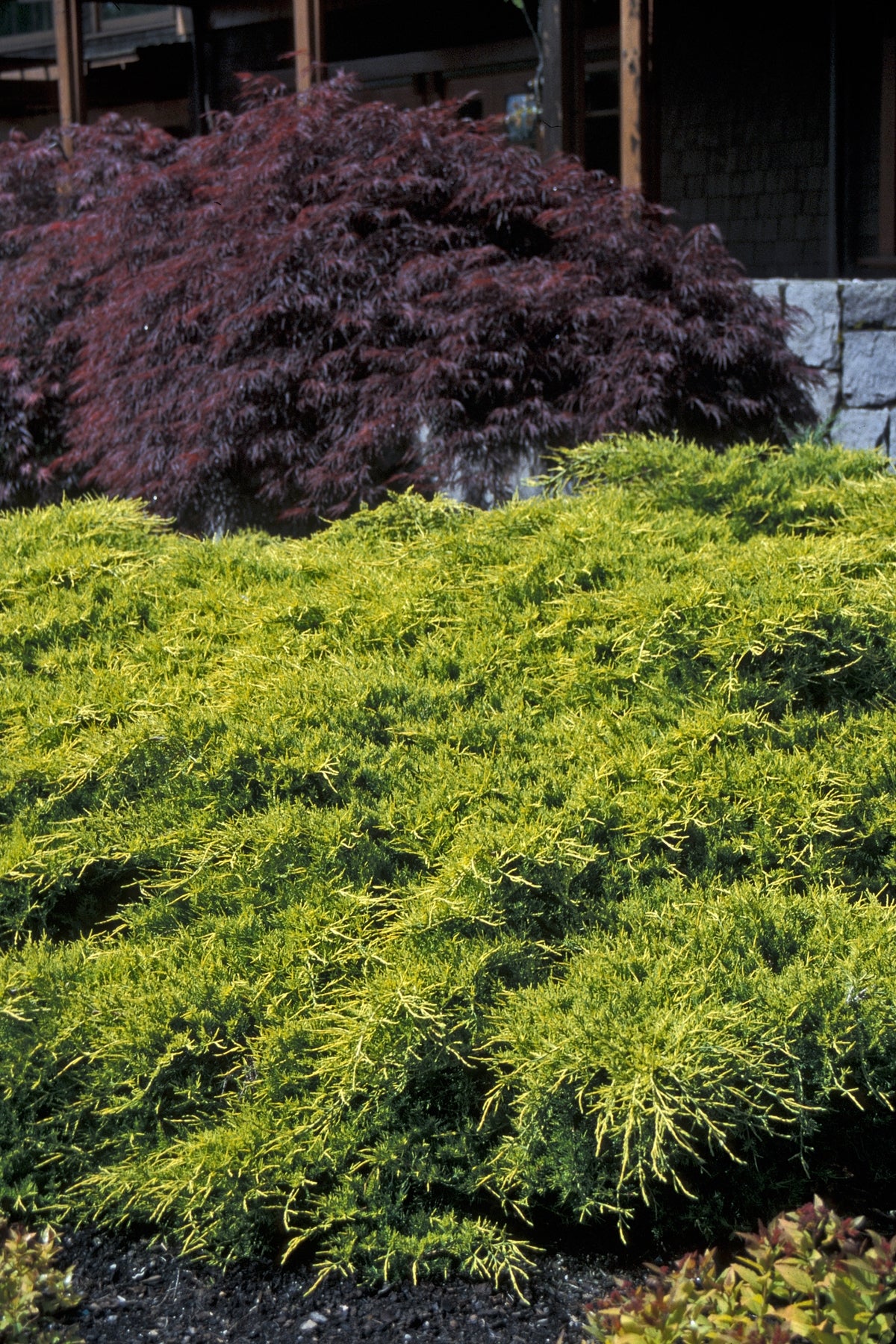 Juniperus chinensis Gold Coast Aurea PP2491 Gold Coast Juniper