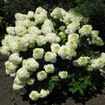Hydrangea paniculata Bombshell PP21008, CPBR4451 Bombshell Hydrangea