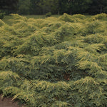 Juniperus chinensis Gold Star Bakaurea PP3801, COPF Gold Star Juniper