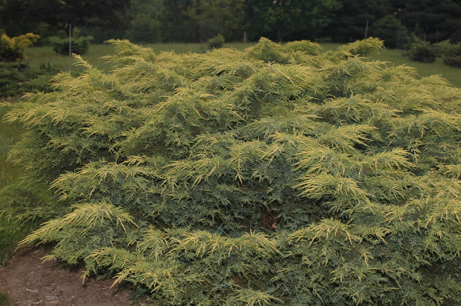 Juniperus chinensis Gold Star Bakaurea PP3801, COPF Gold Star Juniper