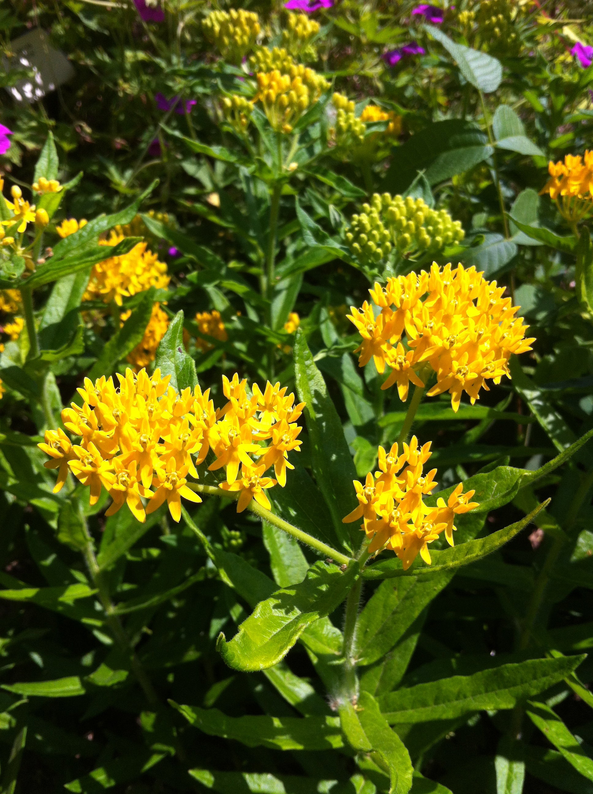 Asclepias tuberosa Hello Yellow Butterfly Weed