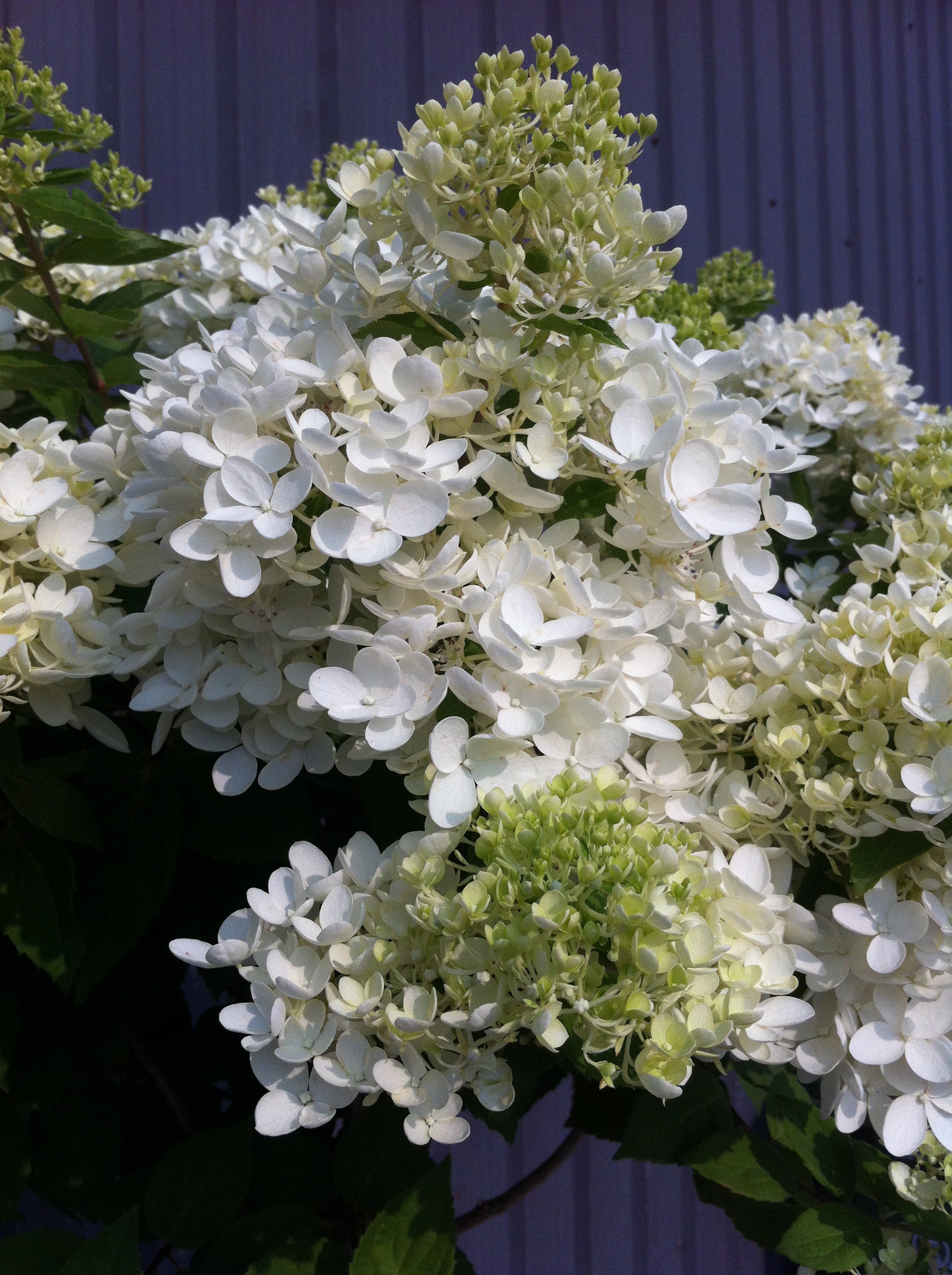 Hydrangea paniculata Grandiflora Peegee Hydrangea