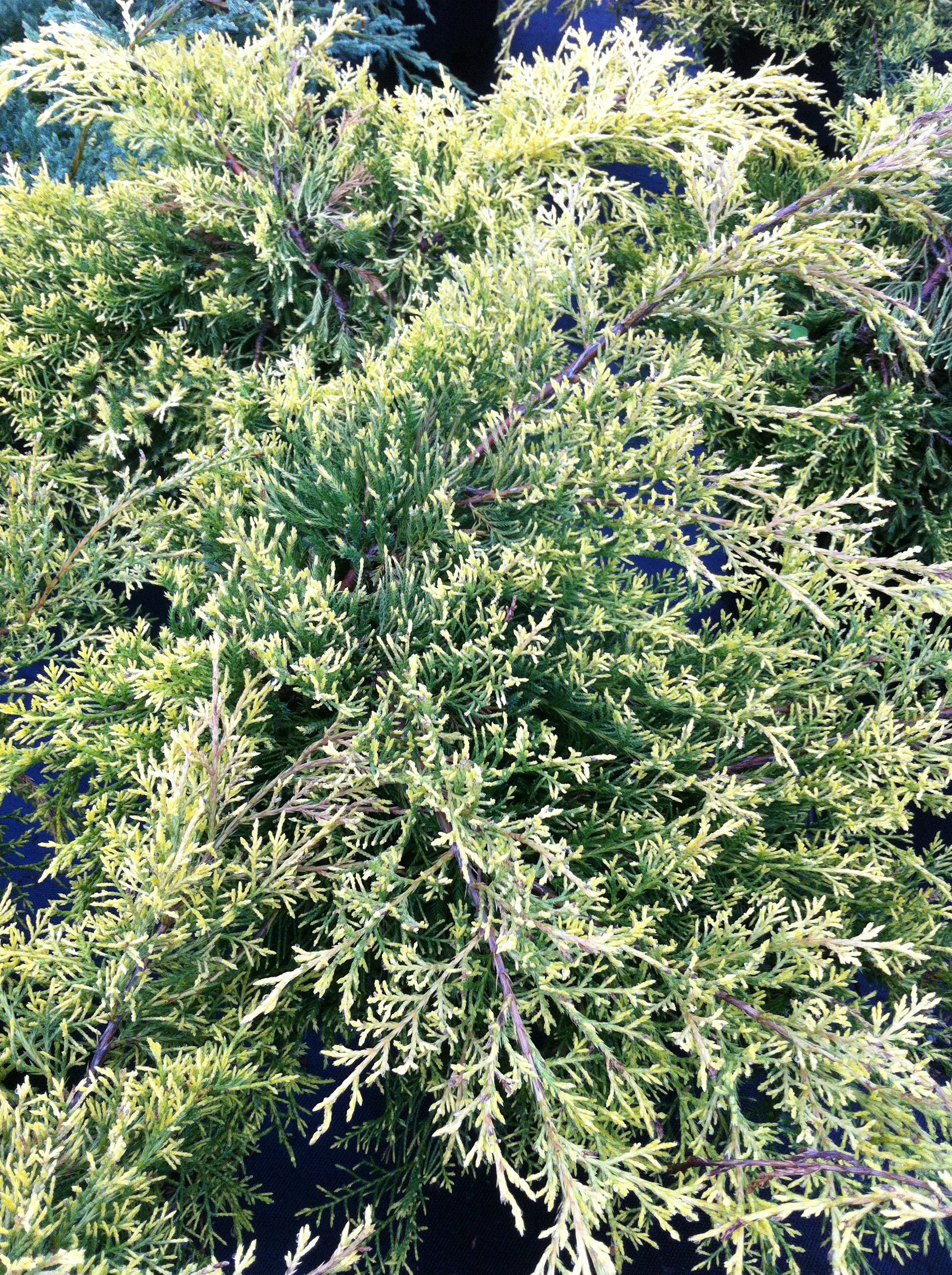 Juniperus chinensis Paul's Gold COPF Paul's Gold Juniper
