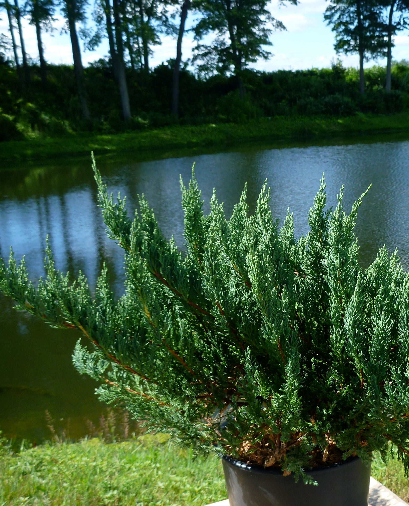 Juniperus chinensis sargentii Glauca Blue Sargent Juniper