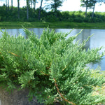 Juniperus chinensis sargentii Viridis Green Sargent Juniper