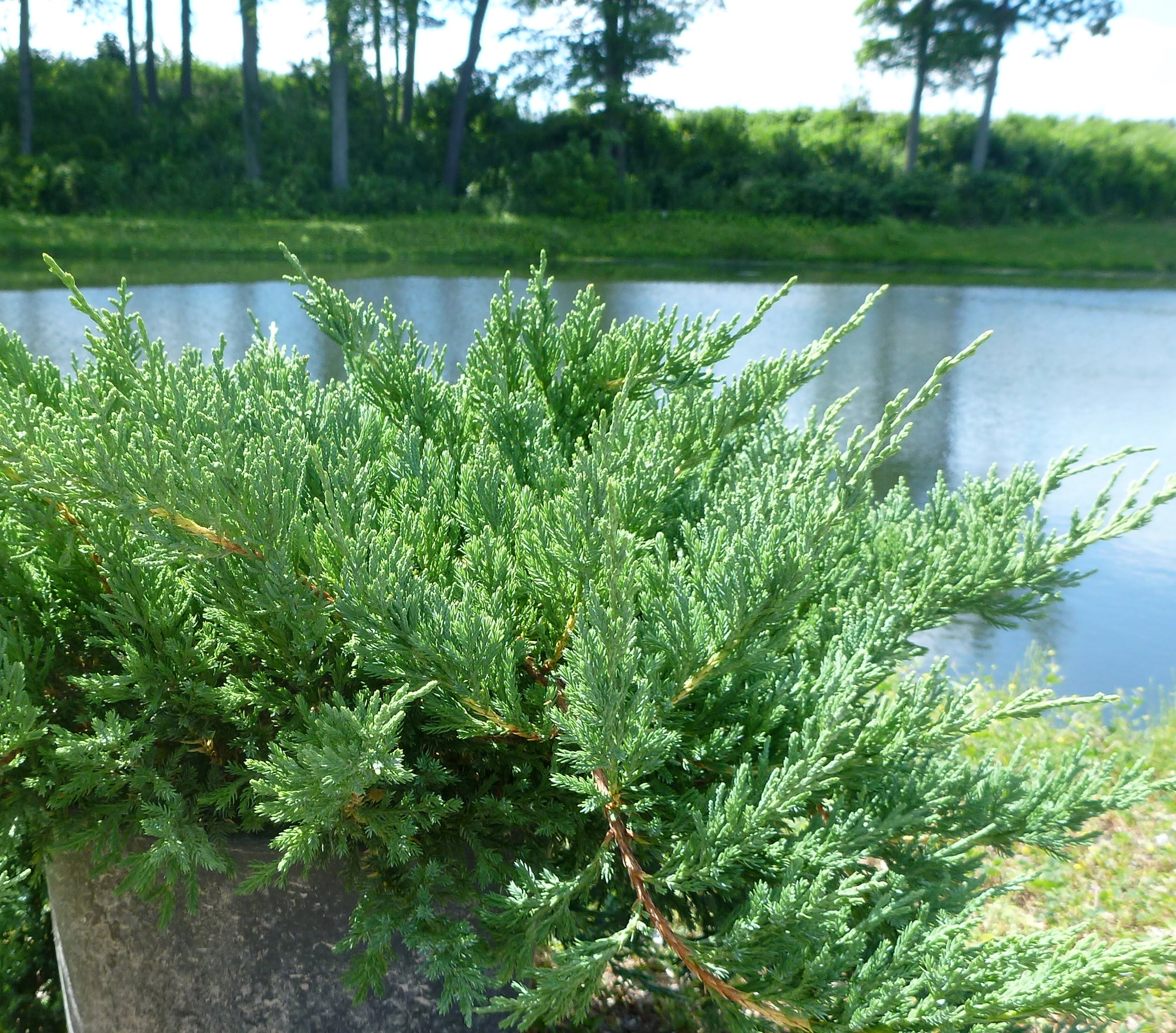 Juniperus chinensis sargentii Viridis Green Sargent Juniper