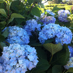 Hydrangea macrophylla Endless Summer Bailmer PP15298 Endless Summer Hydrangea