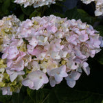 Hydrangea macrophylla Blushing Bride PP17169, CPBR3404 Blushing Bride Hydrangea
