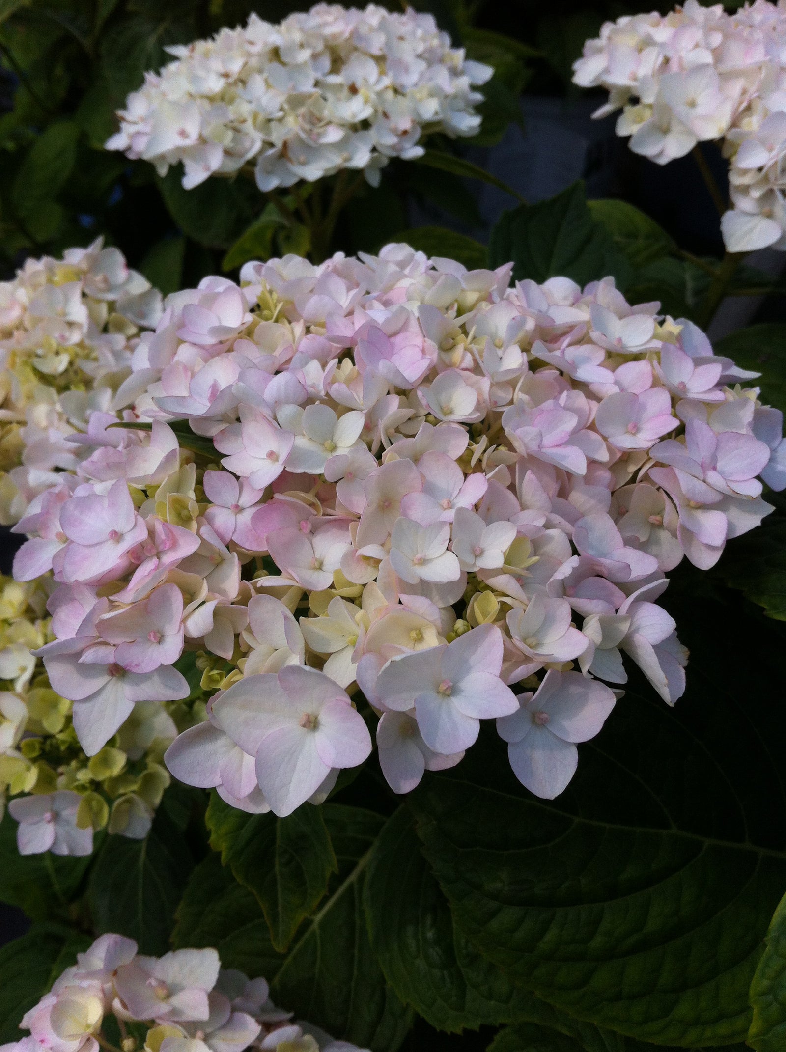 Hydrangea macrophylla Blushing Bride PP17169, CPBR3404 Blushing Bride Hydrangea