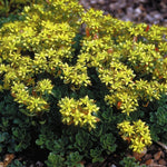 Sedum hybridum Czar's Gold Stonecrop