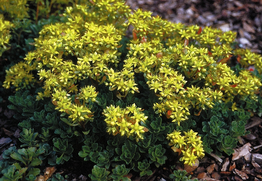 Sedum hybridum Czar's Gold Stonecrop