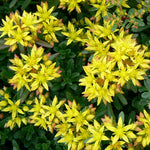 Sedum floriferum Weihenstephaner Gold Stonecrop