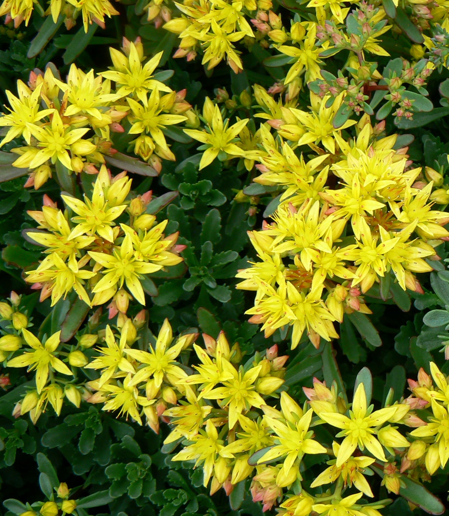 Sedum floriferum Weihenstephaner Gold Stonecrop
