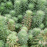 Sedum reflexum Blue Spruce Stonecrop