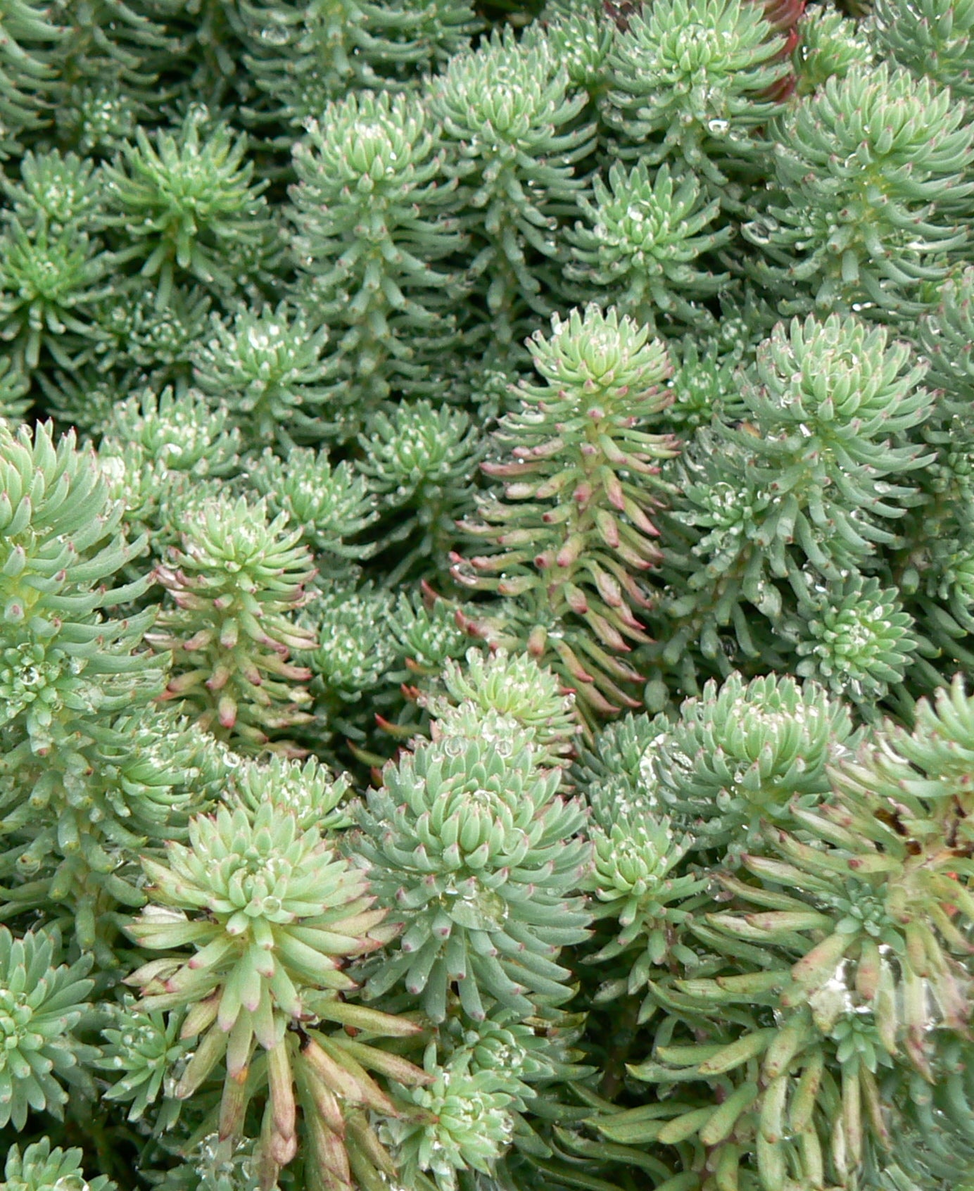Sedum reflexum Blue Spruce Stonecrop