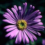 Aster x frikartii Monch Frikart's Aster
